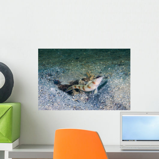Red-margin Shrimpgoby Malaysia Wall Decal