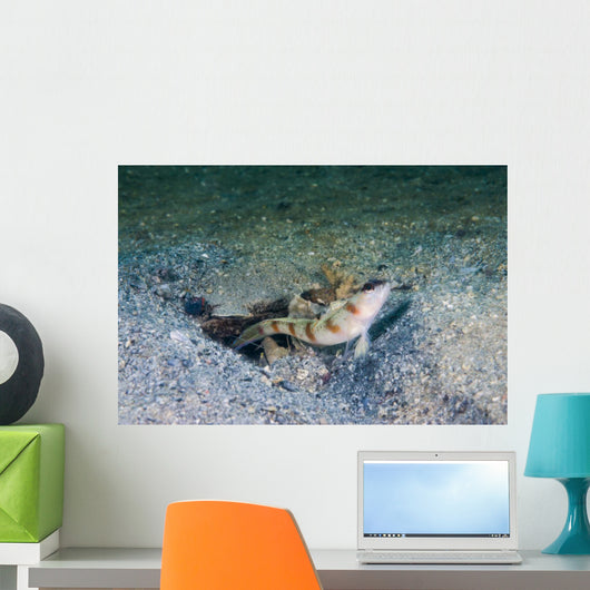 Red-margin Shrimpgoby Malaysia Wall Decal