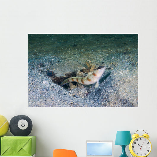 Red-margin Shrimpgoby Malaysia Wall Decal