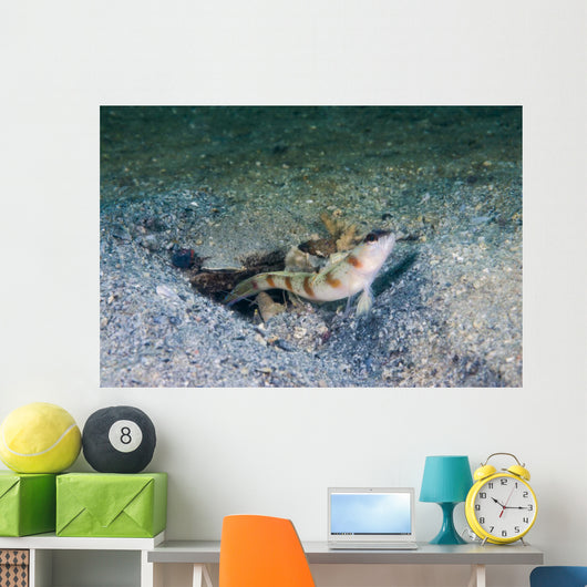 Red-margin Shrimpgoby Malaysia Wall Decal