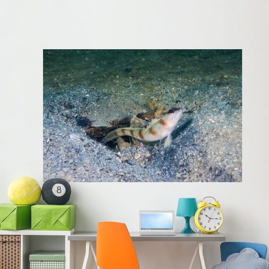 Red-margin Shrimpgoby Malaysia Wall Decal