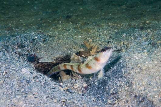 Red-margin Shrimpgoby Malaysia Wall Decal