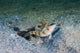 Red-margin Shrimpgoby Malaysia Wall Decal