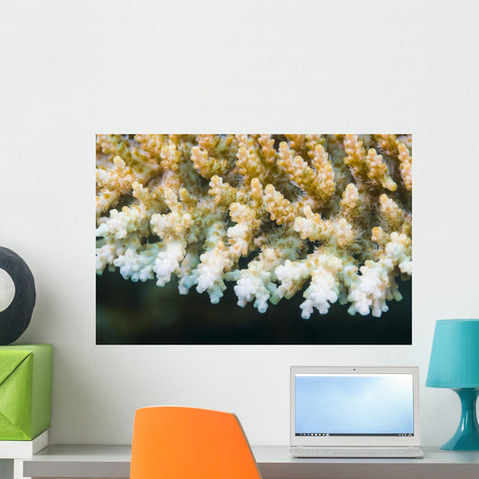 Macro Look Coral Malaysia Wall Decal