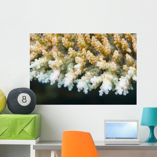 Macro Look Coral Malaysia Wall Decal