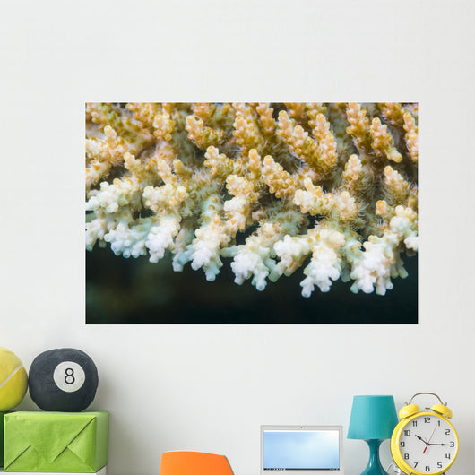 Macro Look Coral Malaysia Wall Decal