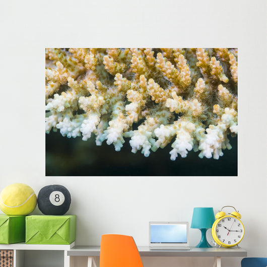 Macro Look Coral Malaysia Wall Decal