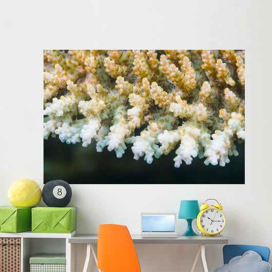 Macro Look Coral Malaysia Wall Decal