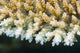 Macro Look Coral Malaysia Wall Decal