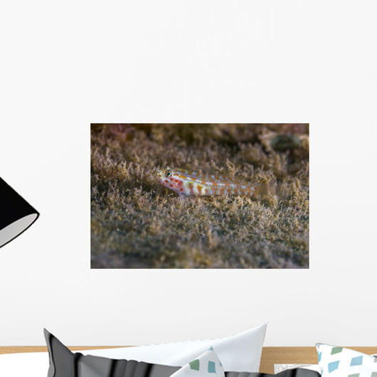 Tiny Melasma Dwarfgoby Resting Wall Decal