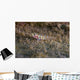 Tiny Melasma Dwarfgoby Resting Wall Decal