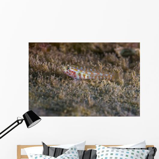 Tiny Melasma Dwarfgoby Resting Wall Decal