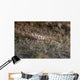 Tiny Melasma Dwarfgoby Resting Wall Decal
