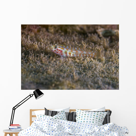 Tiny Melasma Dwarfgoby Resting Wall Decal