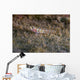 Tiny Melasma Dwarfgoby Resting Wall Decal