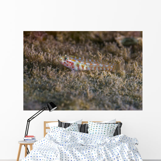 Tiny Melasma Dwarfgoby Resting Wall Decal