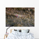 Tiny Melasma Dwarfgoby Resting Wall Decal