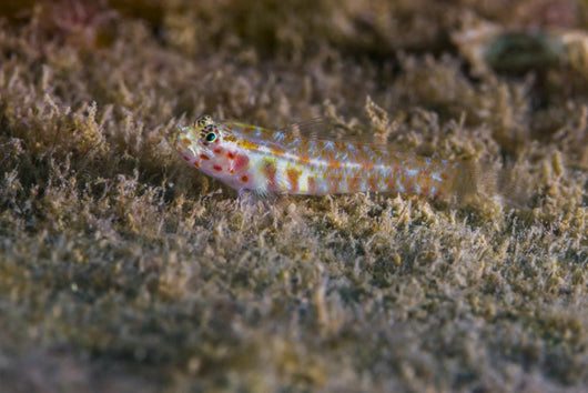 Tiny Melasma Dwarfgoby Resting Wall Decal
