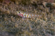 Tiny Melasma Dwarfgoby Resting Wall Decal