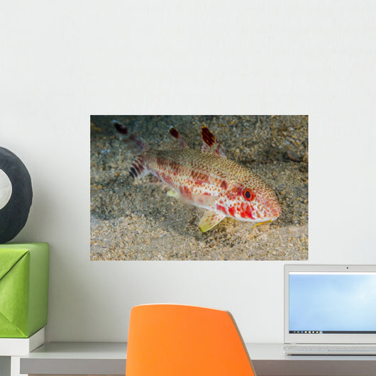 Freckled Goatfish Malaysia Wall Decal