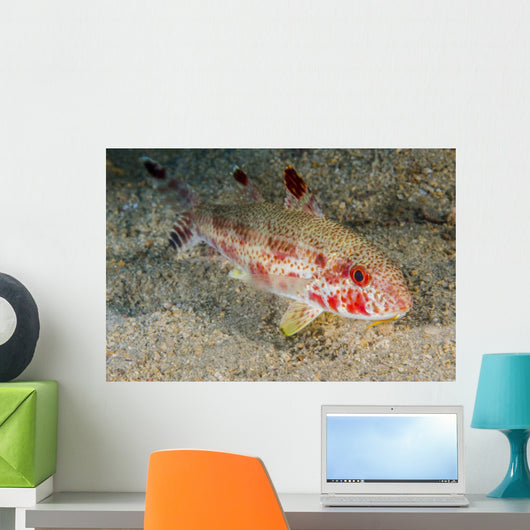 Freckled Goatfish Malaysia Wall Decal