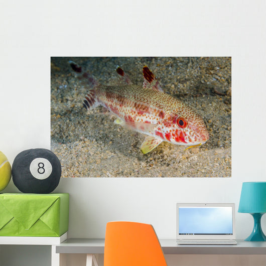 Freckled Goatfish Malaysia Wall Decal