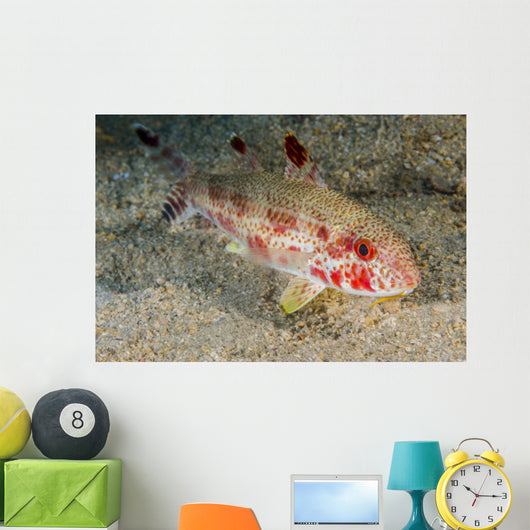 Freckled Goatfish Malaysia Wall Decal