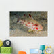 Freckled Goatfish Malaysia Wall Decal