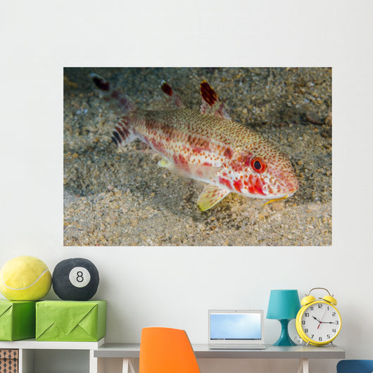 Freckled Goatfish Malaysia Wall Decal