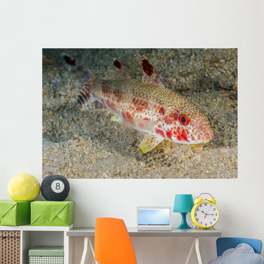 Freckled Goatfish Malaysia Wall Decal