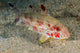 Freckled Goatfish Malaysia Wall Decal