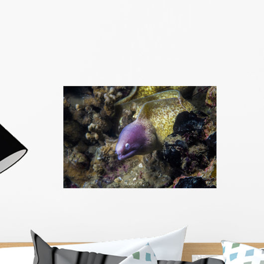 White-eyed Moray Eel Malaysia Wall Decal
