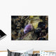 White-eyed Moray Eel Malaysia Wall Decal