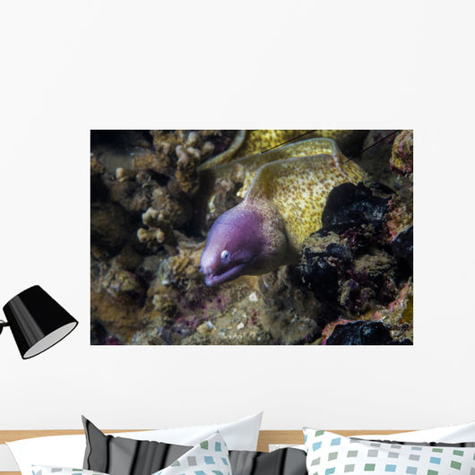 White-eyed Moray Eel Malaysia Wall Decal