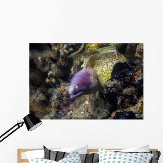White-eyed Moray Eel Malaysia Wall Decal