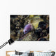 White-eyed Moray Eel Malaysia Wall Decal