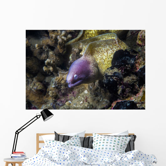 White-eyed Moray Eel Malaysia Wall Decal