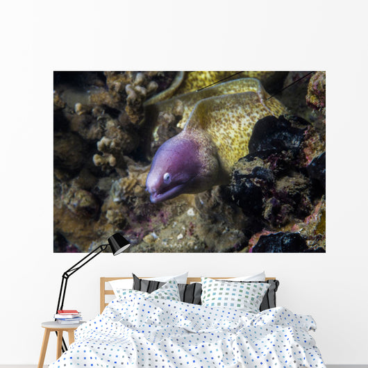 White-eyed Moray Eel Malaysia Wall Decal