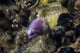 White-eyed Moray Eel Malaysia Wall Decal