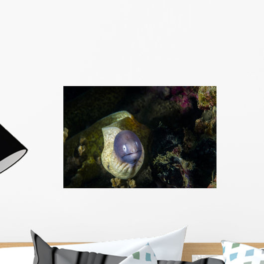 White-eyed Moray Eel Malaysia Front Face Wall Decal