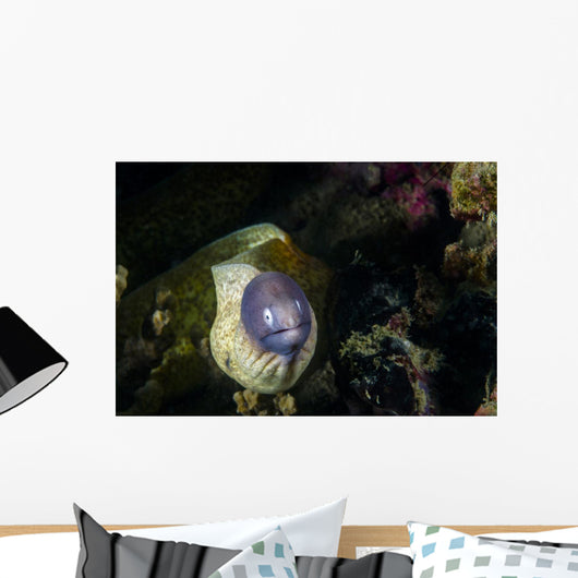 White-eyed Moray Eel Malaysia Front Face Wall Decal
