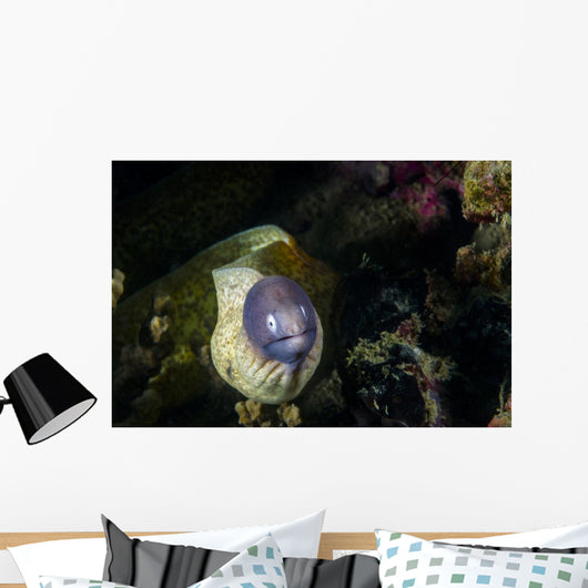 White-eyed Moray Eel Malaysia Front Face Wall Decal