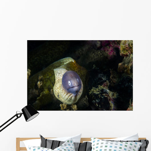 White-eyed Moray Eel Malaysia Front Face Wall Decal