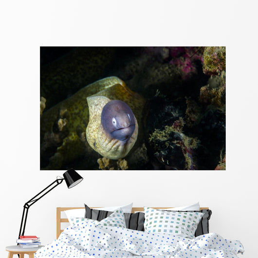 White-eyed Moray Eel Malaysia Front Face Wall Decal