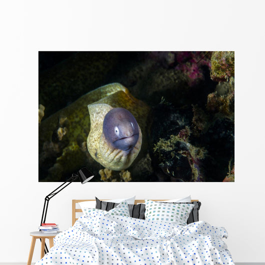 White-eyed Moray Eel Malaysia Front Face Wall Decal