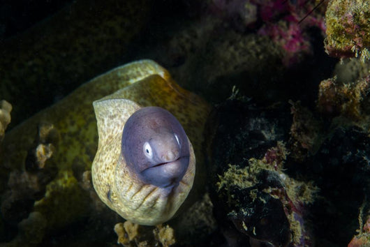 White-eyed Moray Eel Malaysia Front Face Wall Decal