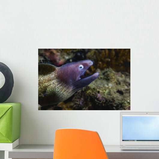 White-eyed Moray Eel Malaysia Open Mouth Wall Decal