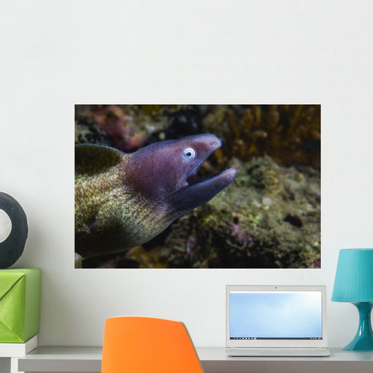 White-eyed Moray Eel Malaysia Open Mouth Wall Decal