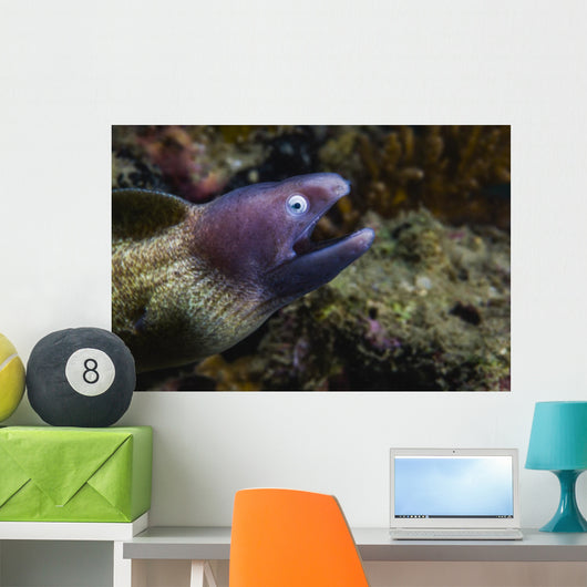 White-eyed Moray Eel Malaysia Open Mouth Wall Decal
