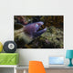White-eyed Moray Eel Malaysia Open Mouth Wall Decal